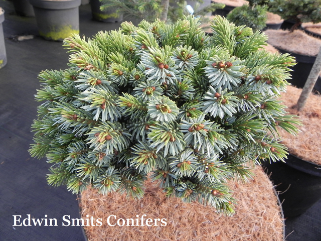 Picea jezoensis 'Hroch'